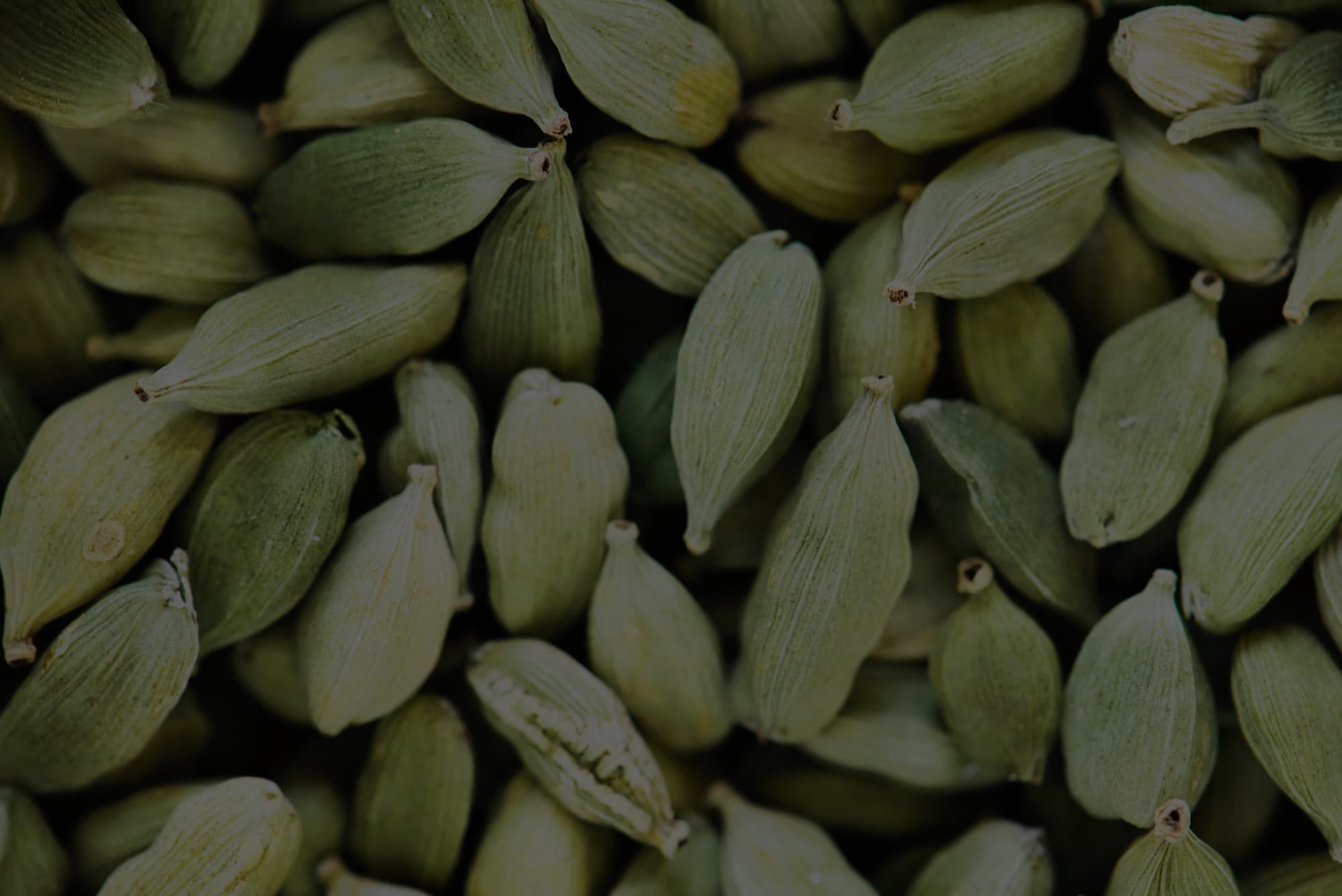 Close-up of premium green cardamom pods graded for wholesale export at RCC Spices, Bodinayakanur