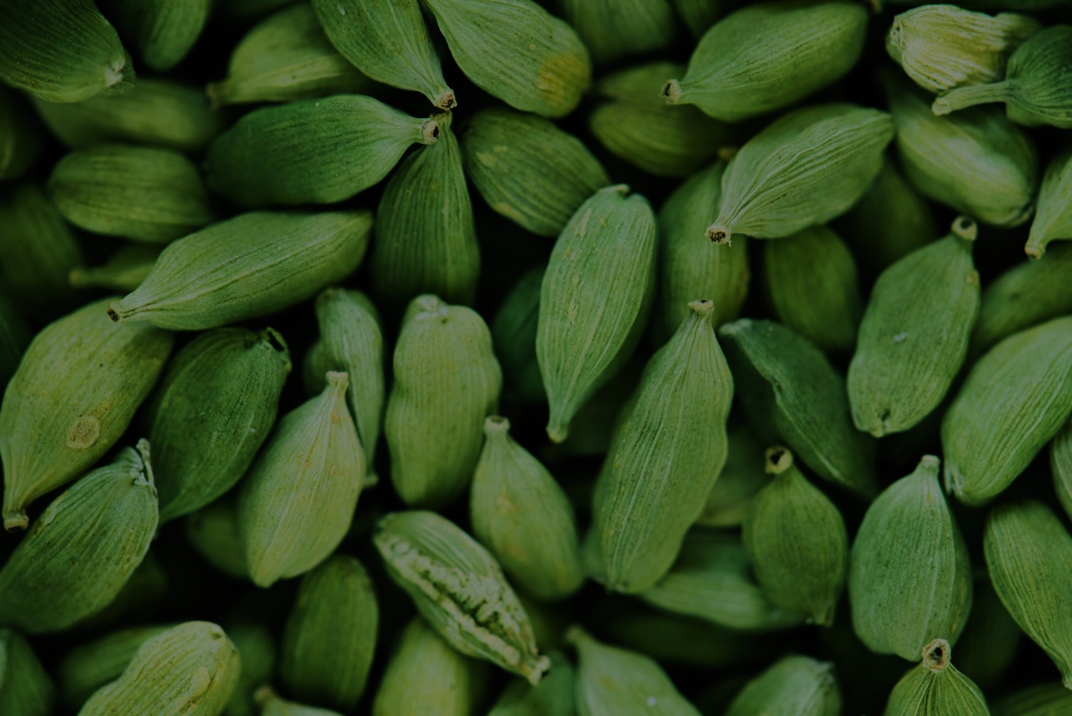 Premium green cardamom pods at RCC Spices, Bodinayakanur